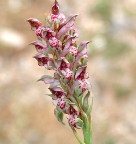 Anacamptis coriophora / Orchide cimicina